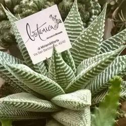 Botanica laboratorio floreale
