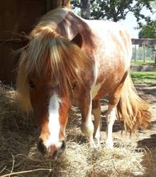 Maneggio Tussetto Horse Club