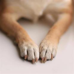 Ambulatorio Veterinario Dott.ssa Maria Antonietta Galiano