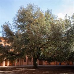 Biblioteca Universitaria Giuridica, Modena