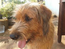 Ambulatorio Veterinario Pineto Roma
