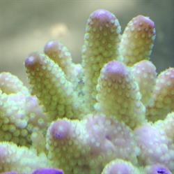 Coralbay Acquario