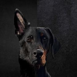Allevamento Dobermann e Pastori Tedeschi, Di Casa Pucci