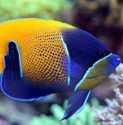 Reef Acquari