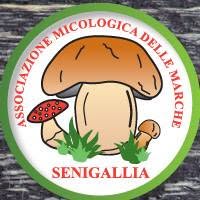 Associazione Micologica delle Marche - Senigallia