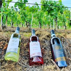 Azienda Vitivinicola Cavarero Domenico di Cavarero Marco