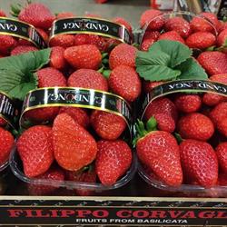 Fruit Societa Cooperativa