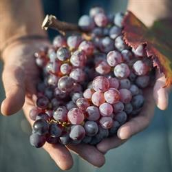 Colline saluzzesi DOC - Consorzio di Tutela
