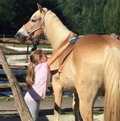 Scirer's Ranch Horses asd