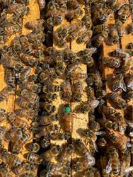 Apicoltura La Libellula di Maniezzo Davide