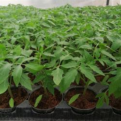Orto-garden