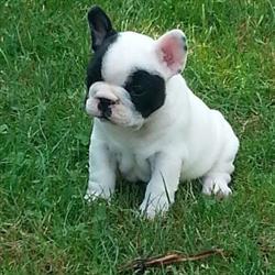 Allevamento Bouledogue Francese della Picadette