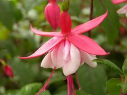 Fucsia Chiosco Fiori