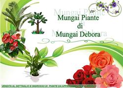 Mungai Piante di Mungai Debora