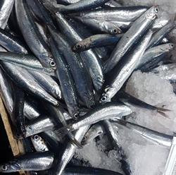 Pescheria Linea Azzurra Savona