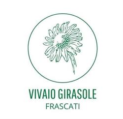 Vivaio Girasole