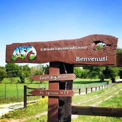 Il Mondo Naturale del Cavallo ASD