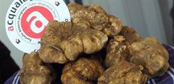 Museo del Tartufo di Acqualagna
