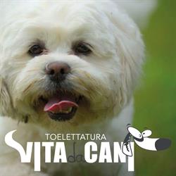 Vita Da Cani Toelettatura