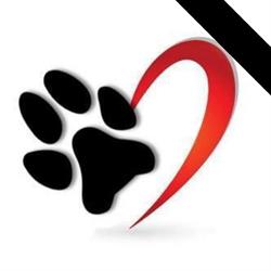 Zampe, amore e fisioterapia