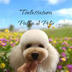 Palla di Pelo Toelettatura di Chiara Marchi