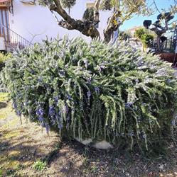 B&B Villa Leandra