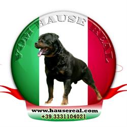 Rottweiler Vom Hause REAL
