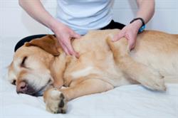 Ambulatorio Medico Veterinario'Isola Sacra'Dir. San Dott.ssa Elena Barone