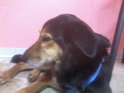 Ambulatorio Veterinario Dott.ssa Famà Serena