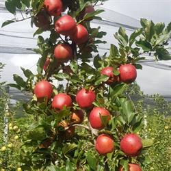 L'Orto di Alby