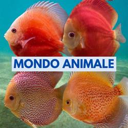 Mondo Animale - Augusta