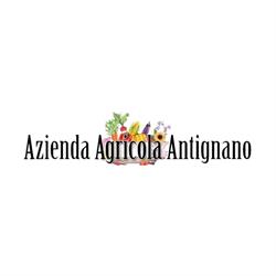 Azienda agricola Antignano