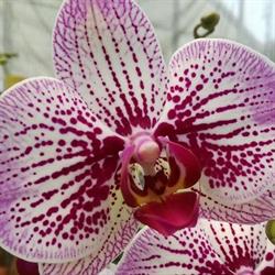 Floricoltura Meroni Fiorentino