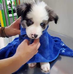 Toelettatura e Negozio per Animali Black Sheep Milano
