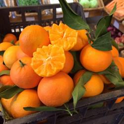 Ortofrutta SANTA LUCIA