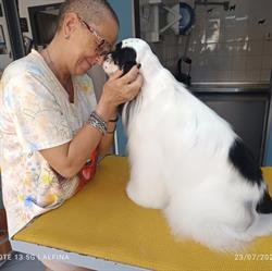 Barber Dog Siracusa