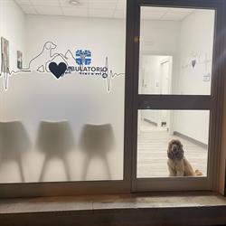 Ambulatorio Veterinario Dott. Francesco Perruzza
