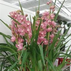 Croesi Orchidee