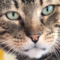 Ambulatorio Veterinario Dott.ssa Luisa Capri