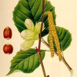 Il Nocciolo