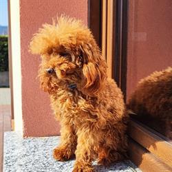 Pensione Cani e Gatti e Allevamento barboncino I Dogue dell'Olona