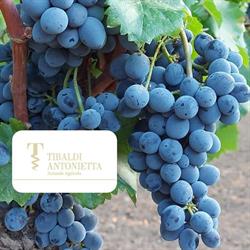 Azienda Agricola Tibaldi Antonietta