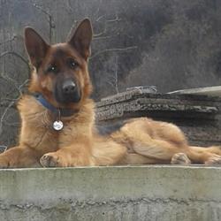 Tobler Allevamento E Pensione Per Cani