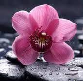 Estetica L'Orchidea