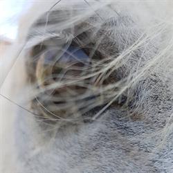 EQUUS Villa Trento