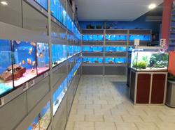 Blue Coral