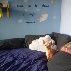 Lo Stregatto - Toelettatura-negozio