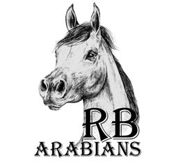 RB Arabians - Pensione Allevamento Cavalli