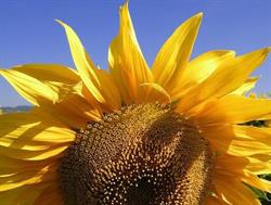 Caffè Girasoli