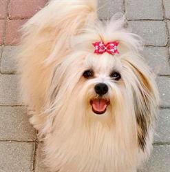 Bichon havanais 'della Bottega Fantastica' - FCI Kennel